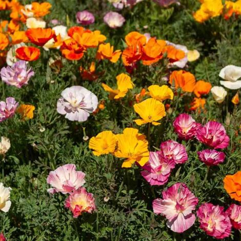 Eschscholtzia de Californie Ballerine Varié Vilmorin (1/2)