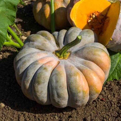 Vilmorin Courge Musque Provence bio