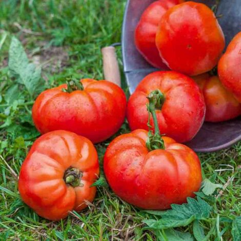 Vilmorin Tomate Marmande bio (1/2)