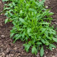 Vilmorin - Roquette Cultivée Bio