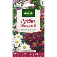 Pyrèthre Géant varié Vilmorin