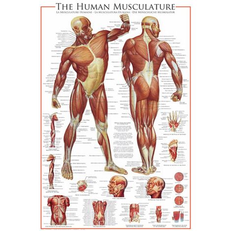 Poster Educativo Apparato Muscolare Umano - 68x98 Cm - Per Scuola, Camera O Studio - Stampa Dettagliata