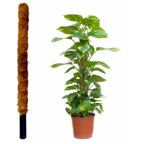JARDINLIFE Tutor fibra di cocco naturale per piante rampicanti e rampicanti, guida alle radici (60 cm) (1/5)
