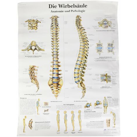 3B Scientific Grafico anatomico VR0152UU - La colonna vertebrale umana