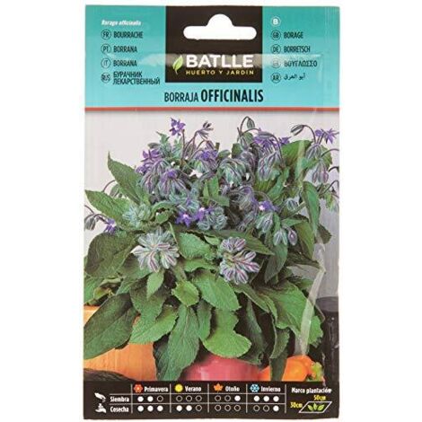 Semi Di Borragine (Borago Officinalis) - 50 Semi, Non Ibridi - Foto 8