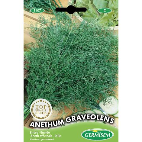 Semi Di Aneto Anethum Graveolens - Confezione Da 4g (~2000 Semi), Pianta Aromatica Annuale - Foto 4
