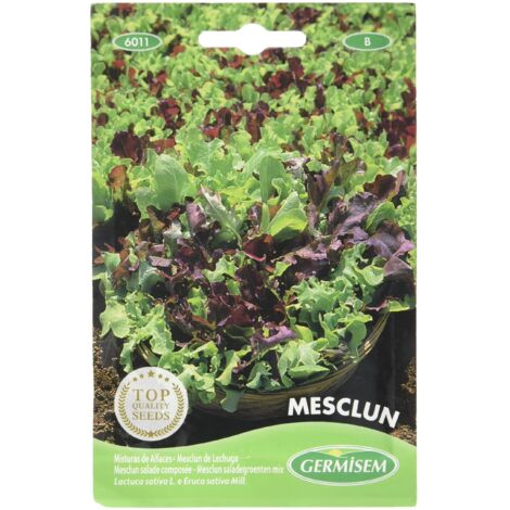 Origano Semi - Origanum Vulgare - Semi Strani di Carlo Martini