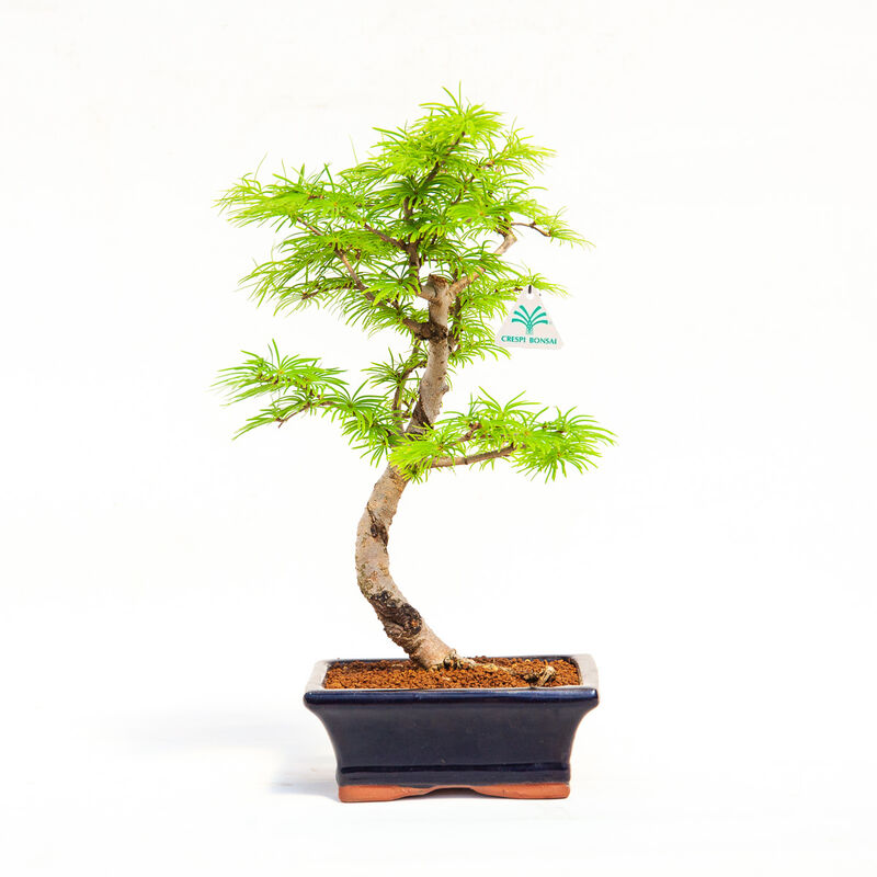 Bonsai artificiale Ciliegio 55 cm