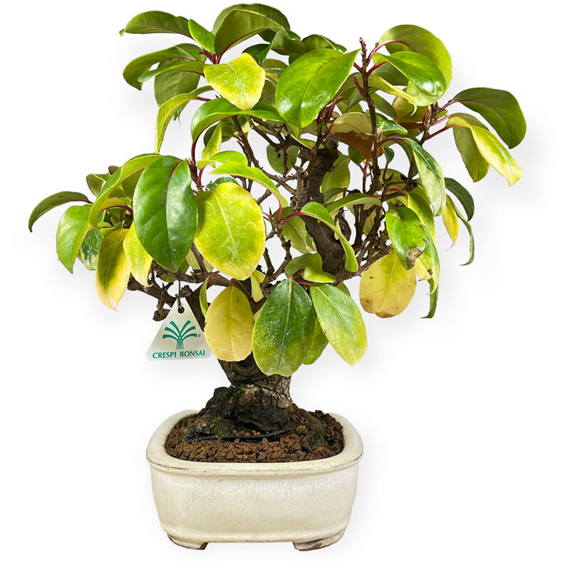 Pianta bonsai artificiale - con vaso - Kasanova