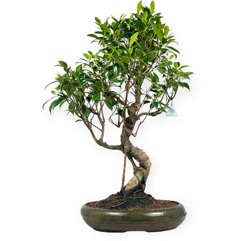 Bonsai panda artificiale H.70cm