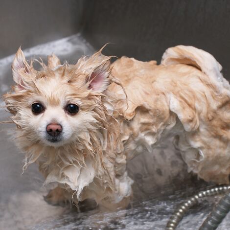 Bañera de aseo para perros, bañera de acero inoxidable con grifo y