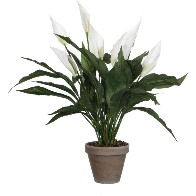 thripse philodendron Philodendron scandens micans – Blattmanufaktur