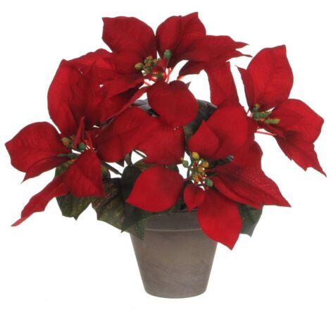 Mica Weihnachtsstern rot im Topf 27 x 35 cm Weihnachtsstern