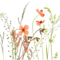 Braun & Company Servietten Motiv Wiesenblume 33 x 33 cm Tischservietten