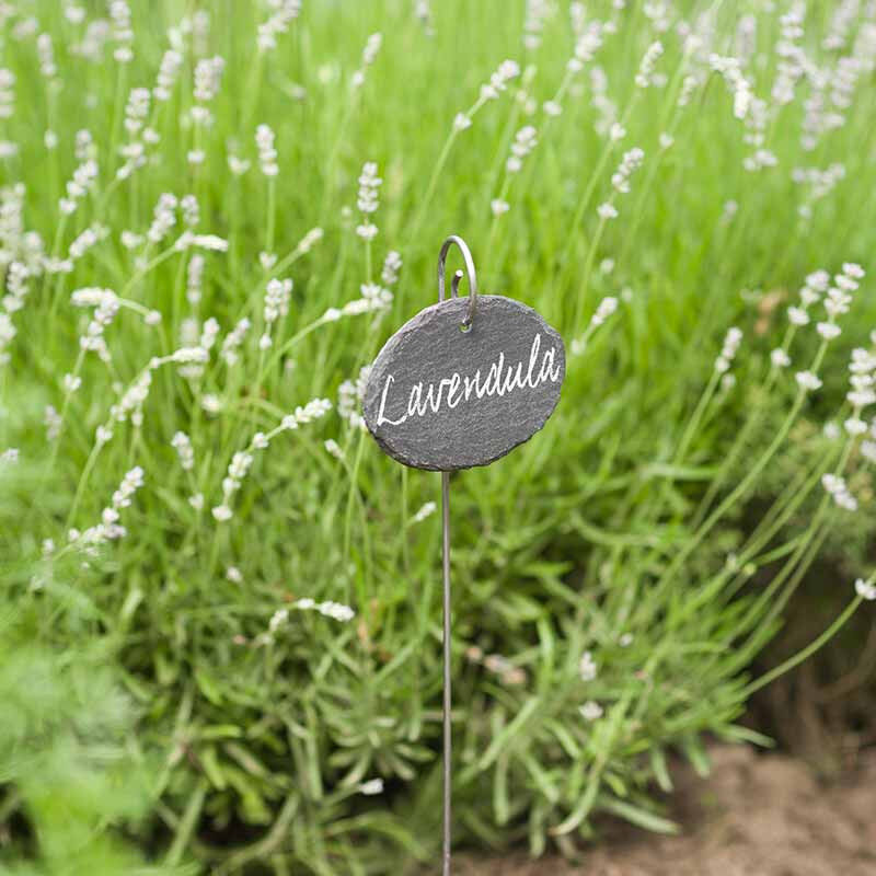 Lot de 2 étiquettes en ardoise de style naturel pour plantes noires[503 Lot de 2 étiquettes en ardoise de style naturel pour plantes noires[503
