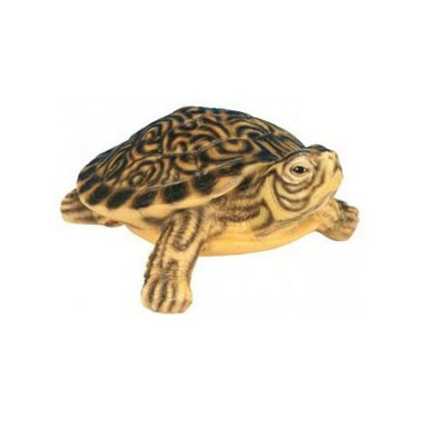 Tortue Bebe De Floride