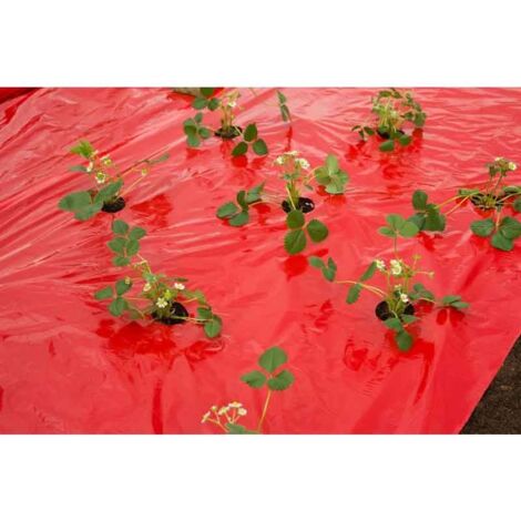 Nature – Film de paillage rouge pour fraisiers – Longueur 10 m – Micro perforé avec trous de 6 cm – Réduit l'évaporation et les mauvaises herbes