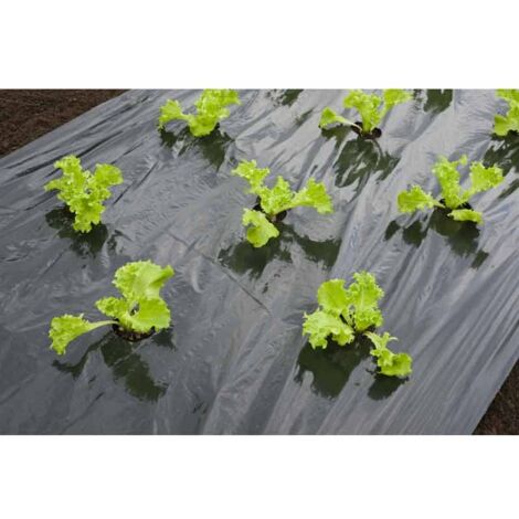 Nature – Film de paillage noir pour salades – Longueur 5 m – Épaisseur 20 μm – Traitement anti-UV – Diamètre des trous 6 cm