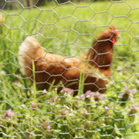 Grillage De Volière Acier Galvanisé - Mailles 13 Mm Hexagonal Hauteur 1 M Longueur 25 M Fil 0 6 Mm Lapin Grillage A Poule Grillage Wiltec 94414683