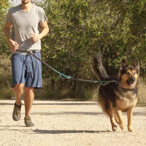 Guinzaglio mani libere per cani di taglia media e grande – guinzaglio per  correre con il cane per addestramento, camminata, jogging e corsa con cani  (Blu, Per 1 Cane) : : Prodotti