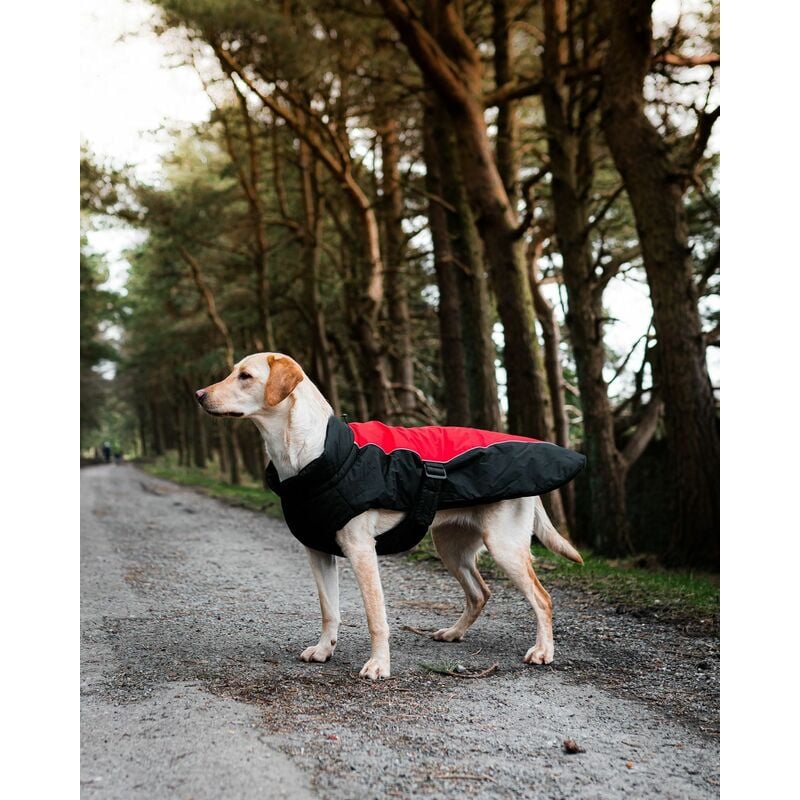 Bunty best sale dog coats