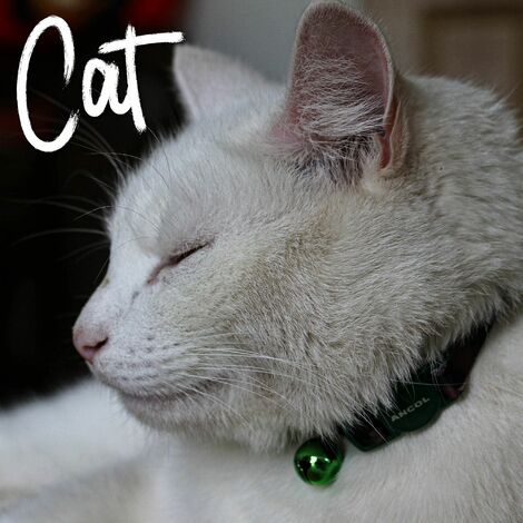 Ancol Cat Collar Camouflage Green - 32245