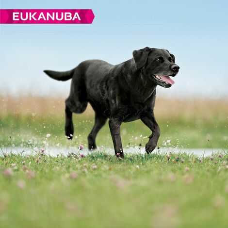 Eukanuba thriving clearance mature large breed