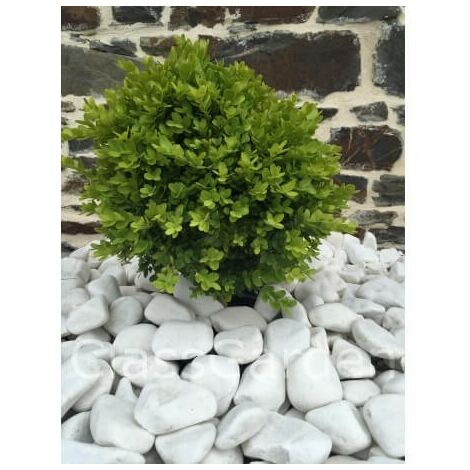 Classgarden – Galet décoratif blanc brillant 40-60 mm – Big-Bag 500 kg – Couverture 12 m² avec 40 kg/m² – Pour aménagement extérieur