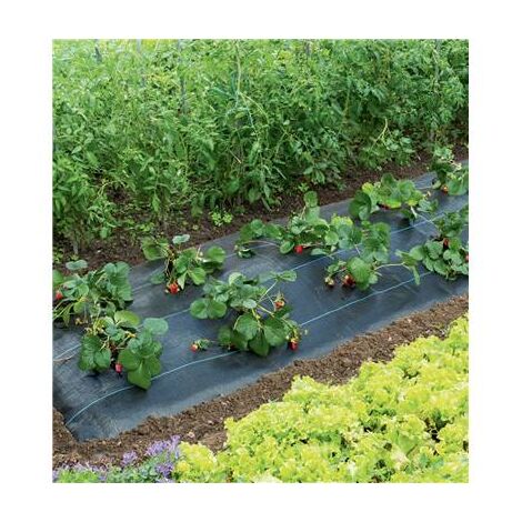 Nortene – Paillage spécial fraises 1,50 x 5 m – Polypropylène traité anti-UV – Densité 100 g/m2 – Durée de vie supérieure à 3 ans – Coloris noir