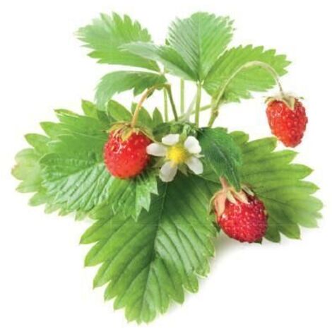 Recharge triple de Fraises des bois pour Smart Garden - Click and Grow (1/2)