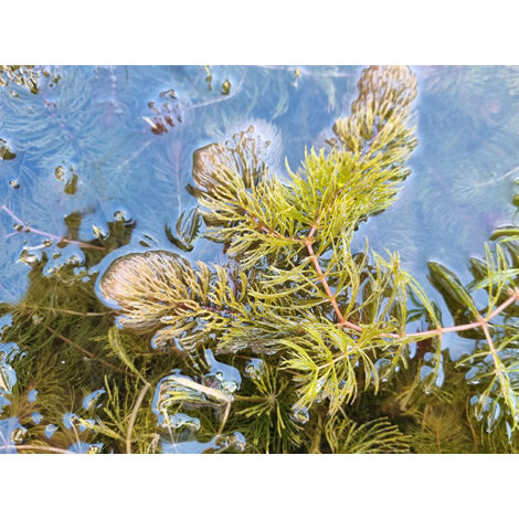 Ceratophyllum demersum, pianta acquatica galleggiante ossigenante per laghetto