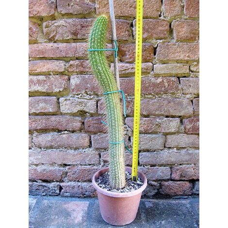 Trichocereus huascha 50 cm, cactus, pianta grassa