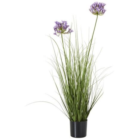 Purple Agapanthus Plant in Pot - Plastic - Height 90 cm - Green