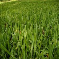 Semi Gramigna Bottos - Prato Resistente A Caldo E Calpestio, 500gr - Foto 7