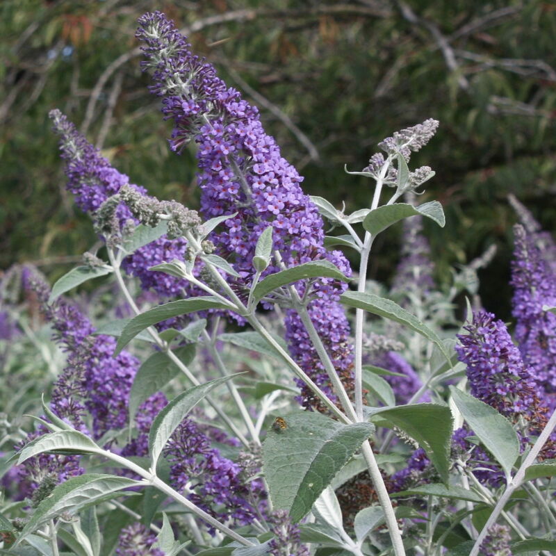 Buddleja &8220Lochinch&8221 - Ø 18 cm