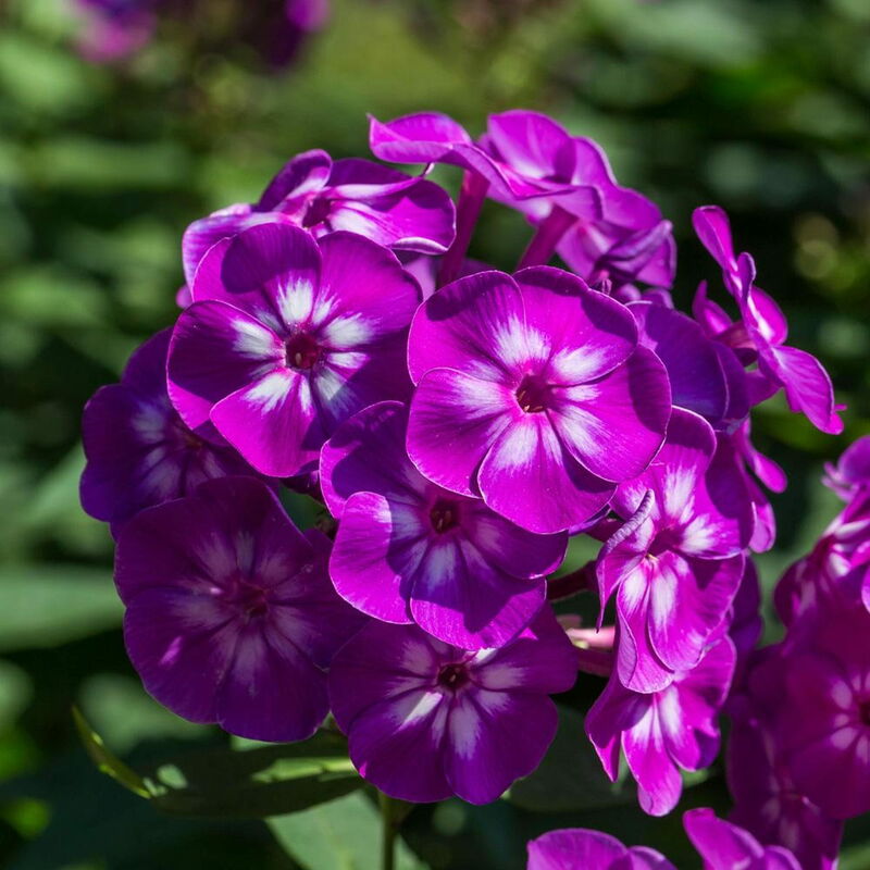 Phlox paniculata "Adessa Compact Purple"