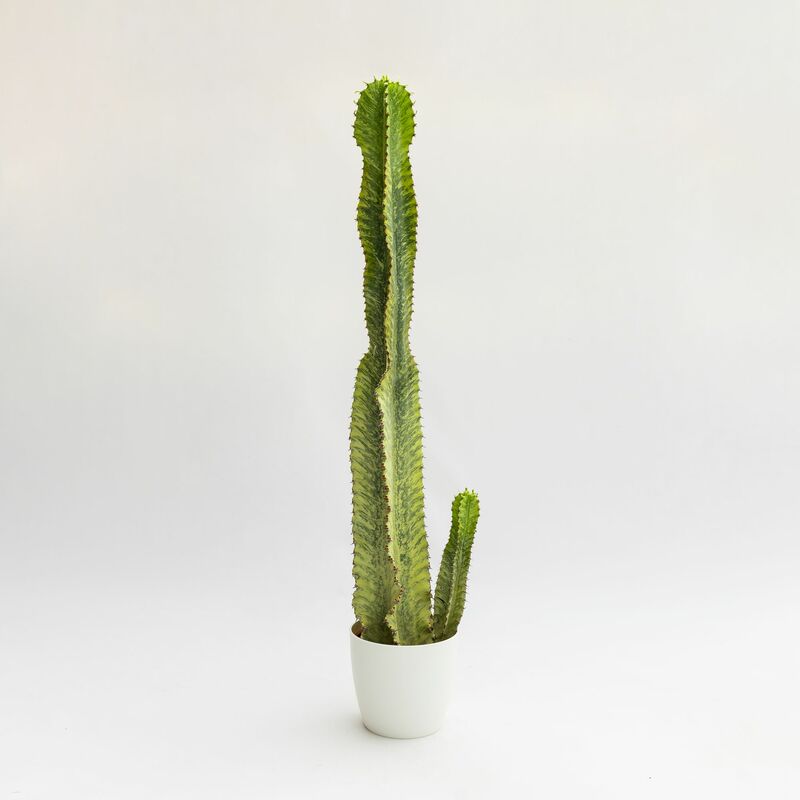 Euphorbia ingens &8220Variegata&8221 - 40 - 60 cm