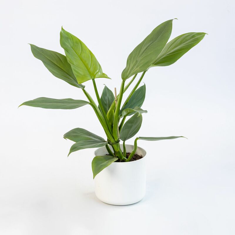 Schefflera Arboricola Gold Capella Piante Vere H 75-85 cm Vaso Ø 19 cm