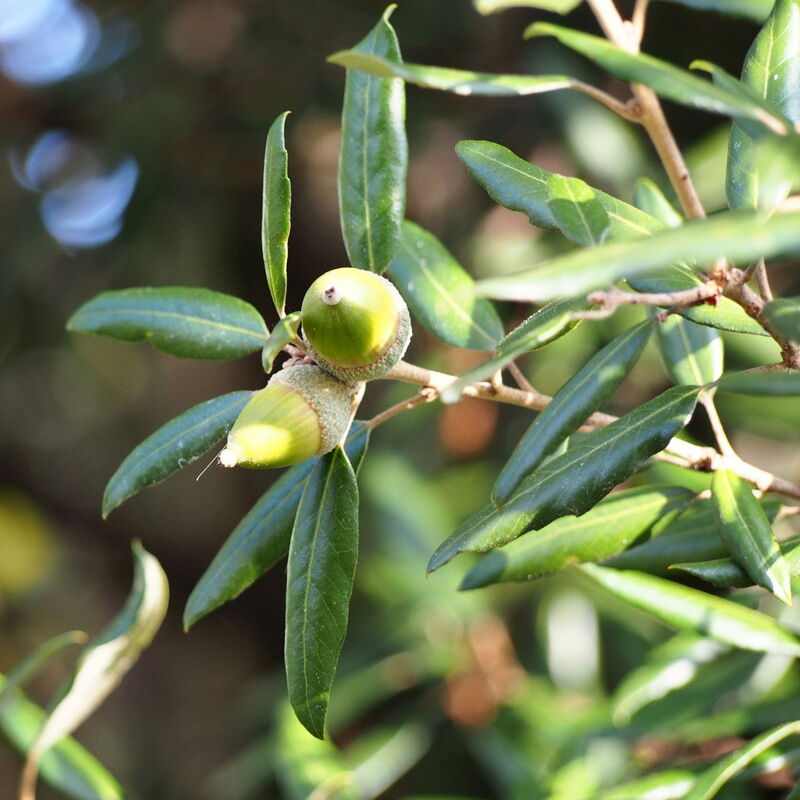 Cordilinea Cordyline australis pianta in vaso h. 40/50 cm