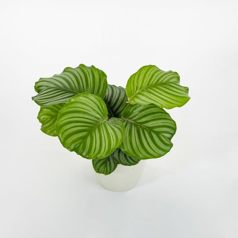 CALATHEA PIANTA h 50 cm - PIANTA ARTIFICIALE