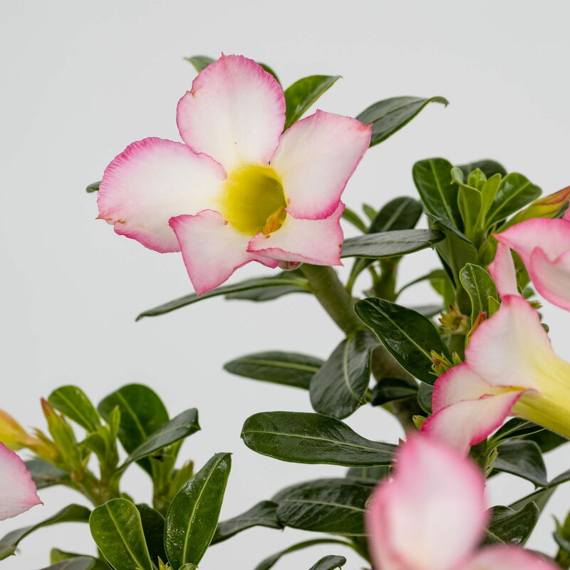 Adenium Rosa O Rosa Del Deserto Vaso 14cm