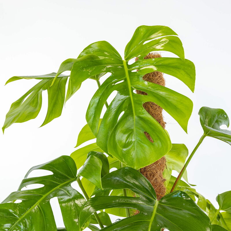 Pianta artificiale di monstera 120 cm con 24 foglie in vaso