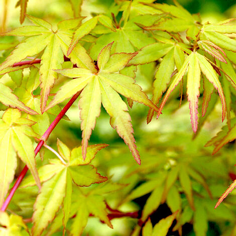 Acero Rosso Giapponese, Pianta Vera Acer Palmatum Shaina, Pianta  Ornamentale in Vaso ø20 cm, Vivaio di Castelletto