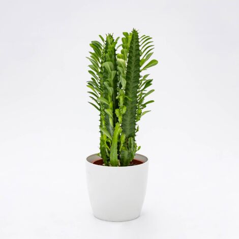 Pianta grassa Euphorbia Trigona con portavaso in ceramica – Shop –  Girafiore NaturArtistica