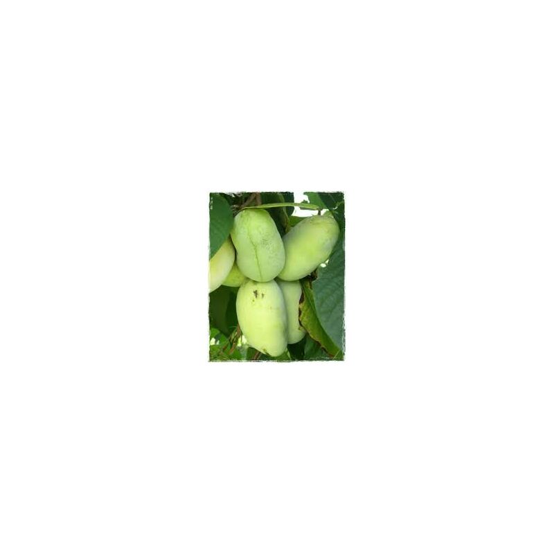 Olivo Bella Di Spagna In Vaso: Pianta Vera Italiana, Altezza 140-160 Cm, 3 Anni, Resistente E Produttiva! - Foto 4