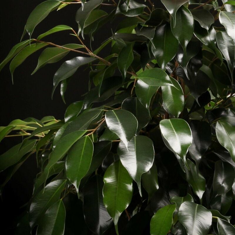 Pianta di Ficus benjamina Danielle vaso 16cm h 110cm foto reali pianta vera