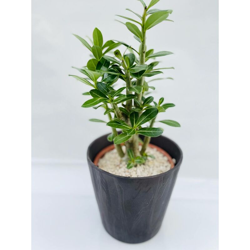Rosa Del Deserto – Adenium Obesum In Vaso 10,5cm, Altezza 25-40cm, Pianta Da Appartamento Fiorita
