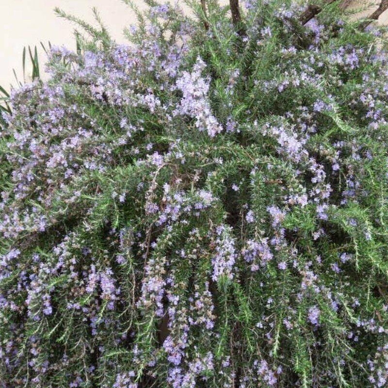 Rosmarino Prostrato In Vaso 14 Cm | Pianta Aromatica Da Esterno - Foto 3