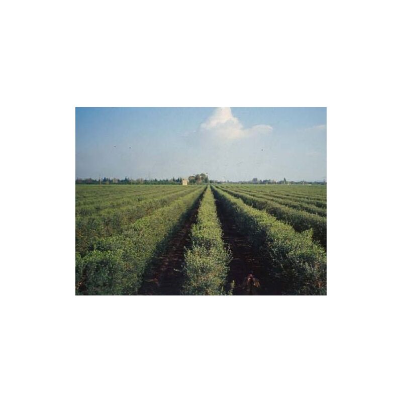 Olivo CipressinoVendita Online - Vivai Piante Gabbianelli - Foto 5