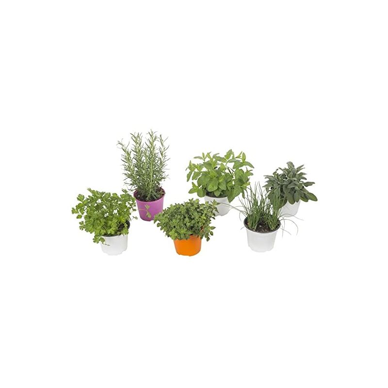 Kit 6 piante aromatiche